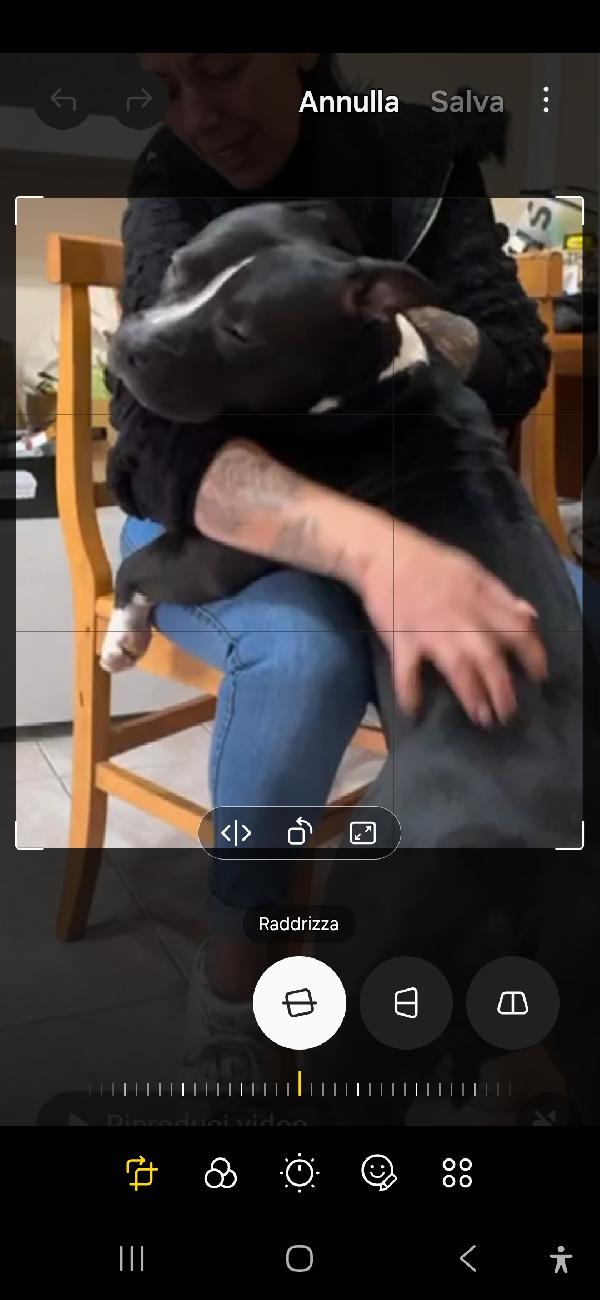 American bully quasi 3anni FINITO IN BOX. TORINO URGENTE Foto 4